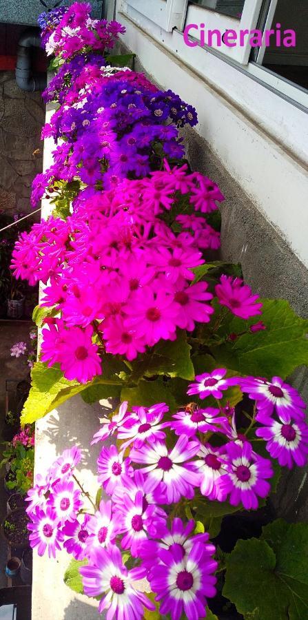 West Point Backpackers Hostel Darjeeling  Buitenkant foto